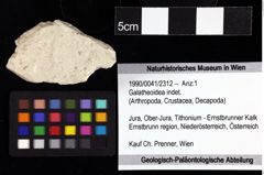 Foto (Objket + Etiketten) von Galatheoidea indet. 